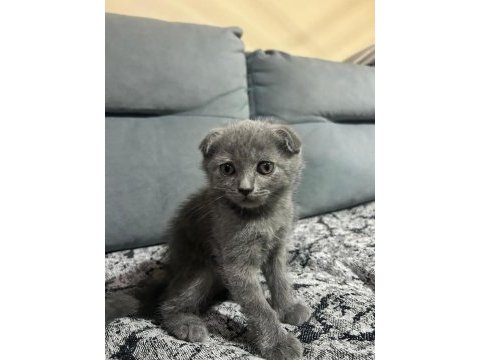 45 günlük dünya tatlısı