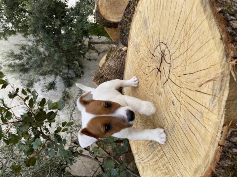 Çift maskeli safkan jack russell
