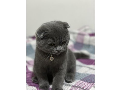 Scottish fold kedim