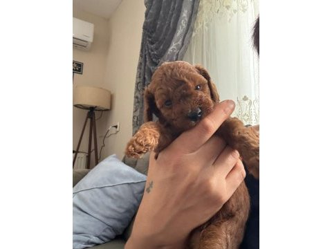 Toy poodle köpeği