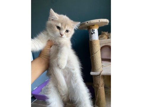 British shorthair lilac erkek