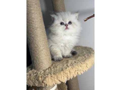British longhair silver point mükemmel kızlar