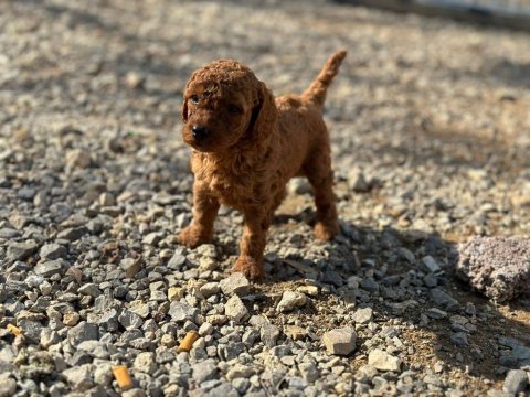 Toy poodle