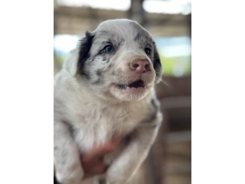 Üreticiden ırk ve sağlık garantili blue merle border collie