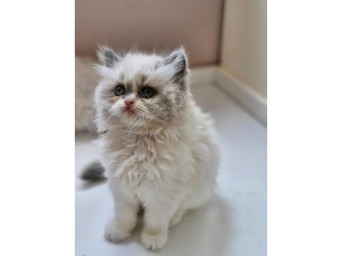 2 aylık erkek british longhair ragdoll