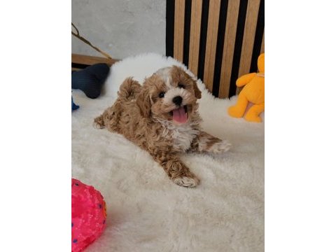 Maltipoo  yavrularımız 