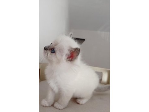 Şecereli anneden ve babadan ragdoll