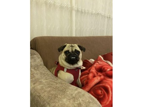 1.5 yaşında aşılı karneli dişi pug