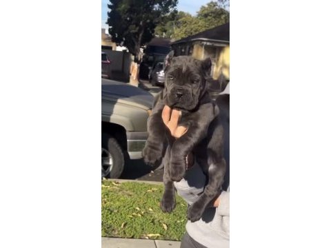 Cane corso sağlık ve ırk garantili