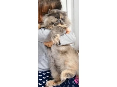 Dişi iran chinchilla kedimiz