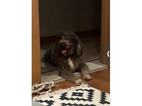 5 yaşında lagotto romagnolo erkek kısır