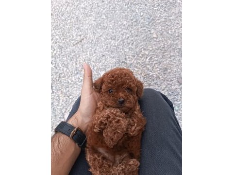 Kıvır kıvır poodle yavruları kaçmaz kalite