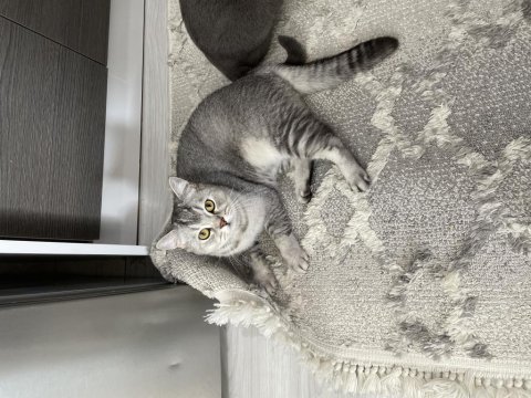 1 yaşındaki oğlumuz ailesini arıyor british shorthair