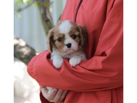 Irk ve sağlık garantili cavalier king charles yavrularım