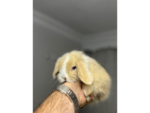 Hollanda lop tavşanlarımız her ile gönderim var