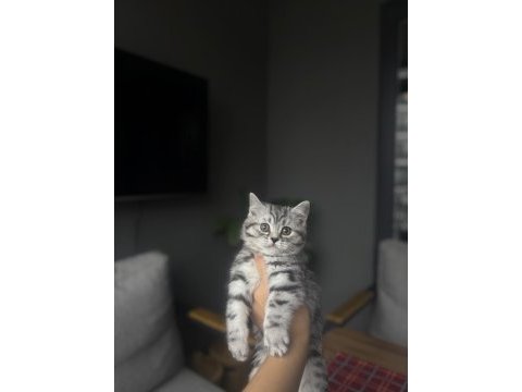 British shorthair sılver yavrularım 