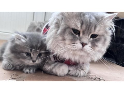 Scottish fold yavrular