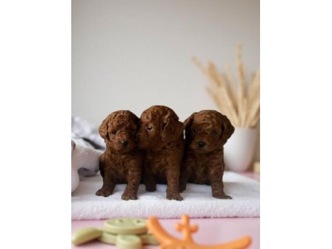 Red toy poodle