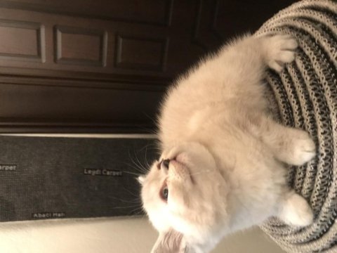 Scottish straight ve scottish fold