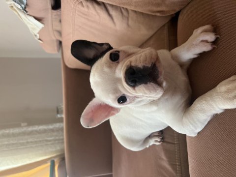 French bulldog yavrusu
