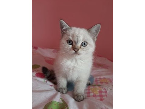 7 mart doğumlu british shorthair