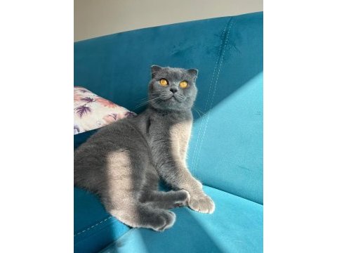 Scottish fold kedimizin adı nefes