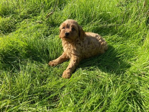 2 aylık cockapoo