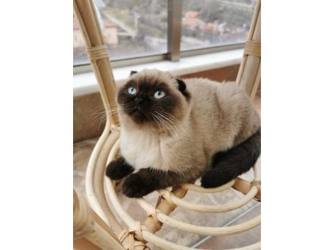 Tertemiz uysal safkan scottish fold blue point shorthair