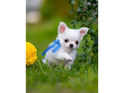 Longhair wc eğitimli chihuahua