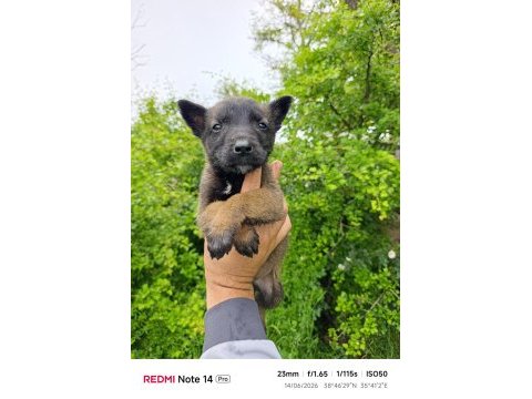 Safkan belçika malinois bebekler