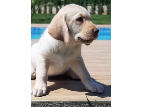 Küt burun şampanya rengi labrador yavruları 