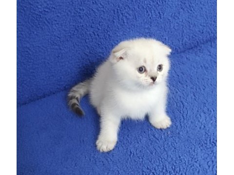 Teslime hazır mükemmel bir scottish fold