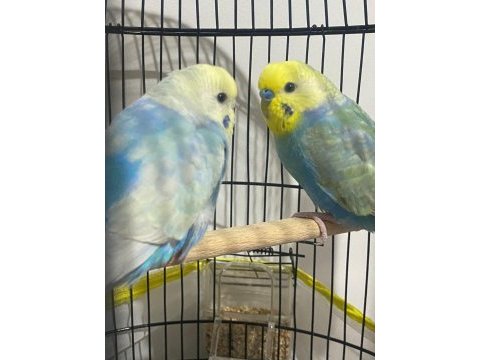 Rainbow çift muhabbet kuşu
