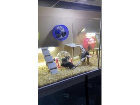 Bize ulaşın hamster adresinize gelsin
