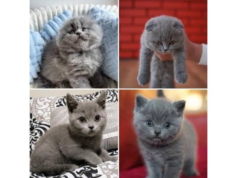 Scottish fold british longhair yavru kediler adana