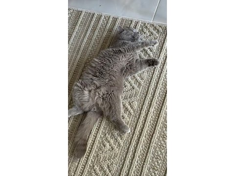 Ücretsiz kısır british shorthair kedim