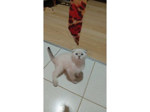 Scottish fold prenses uyguna verilcek