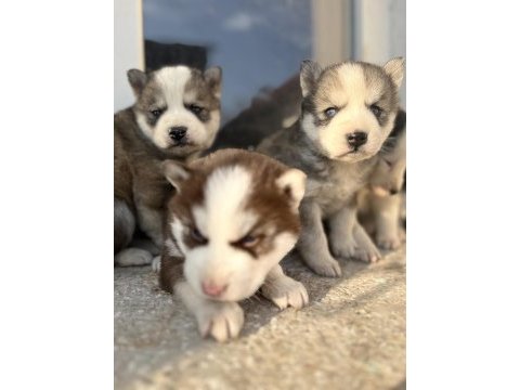 Muhteşem güzellikte husky yavrularımız yeni ailesini arıyor