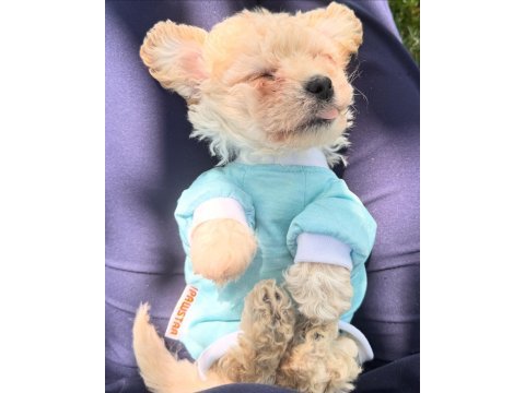 Acil köpekler fiyat görüşülür taksitlendirilir