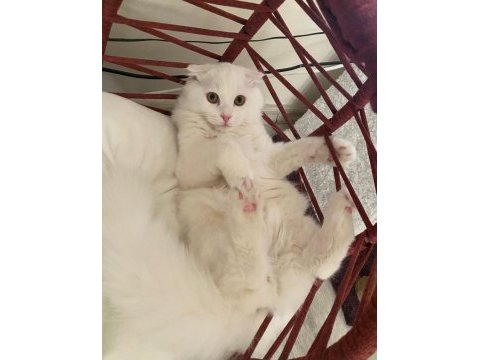 British shorthair 7 aylık erkek