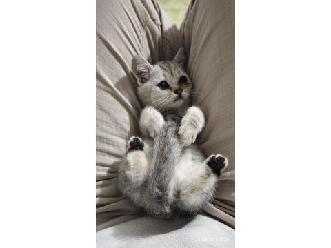 Afacan british shorthair kediler