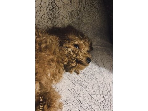 6 aylık toy poodle