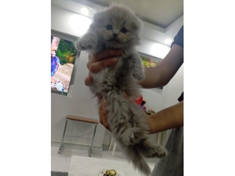 Yavru scottish fold kedisi gri beyaz