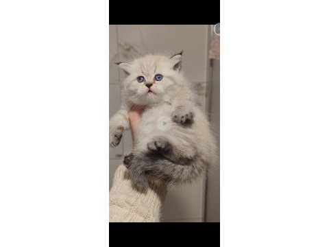British longhair kedisi