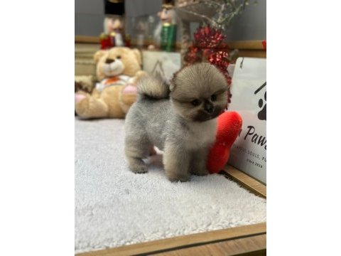 Pomeranian boo orange dişi yavrumuz yeni ailesini aramakta