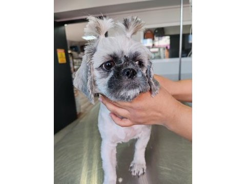 6 aylık dişi shih tzu