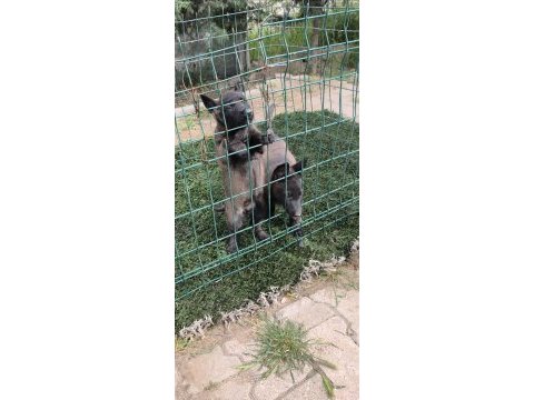 Safkan belçika malinois