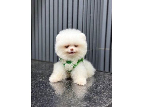 Pomeranian boo yavru köpeğimiz
