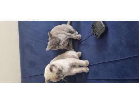 Scottish fold erkek, british shorthair dişi