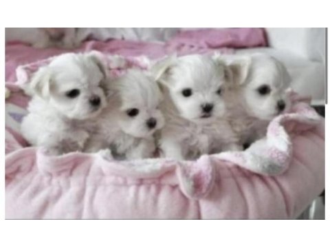 Safkan maltese terrier yavruları